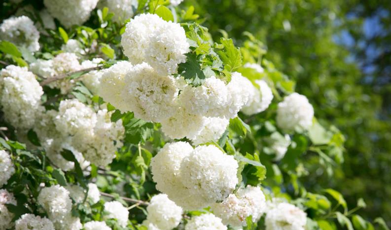 Les Dames de Nage